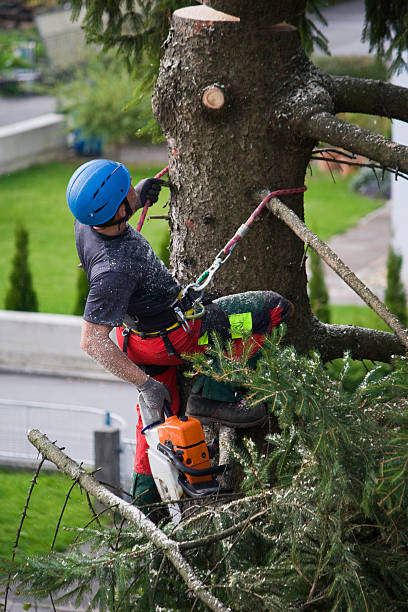 Professional Tree Removal in Bladenboro, NC