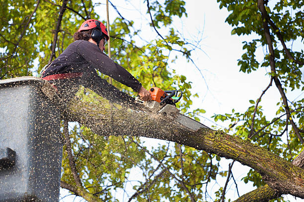 Best Tree Trimming and Pruning  in Bladenboro, NC